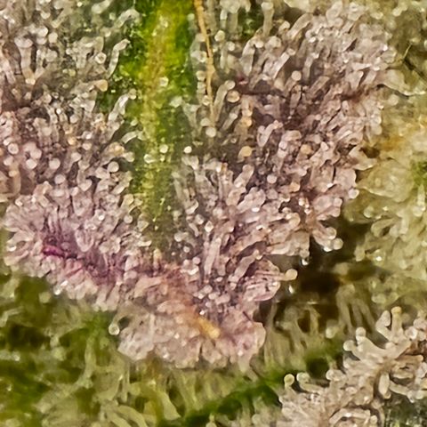 Grape Octane  growlog timeline photo