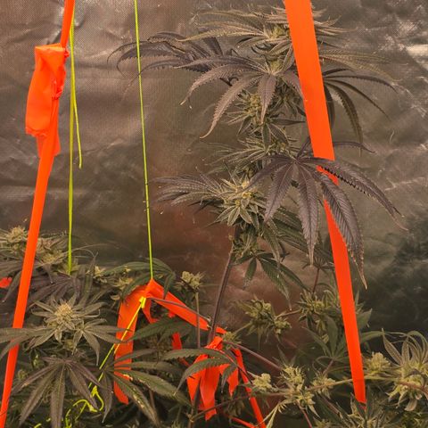 Grape Octane  growlog timeline photo
