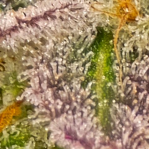 Grape Octane  growlog timeline photo