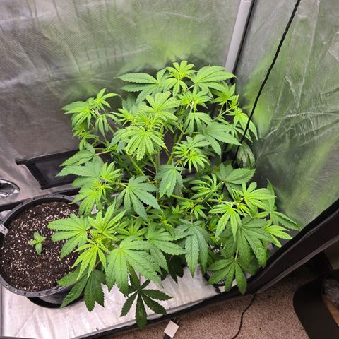 White Widow growlog timeline photo