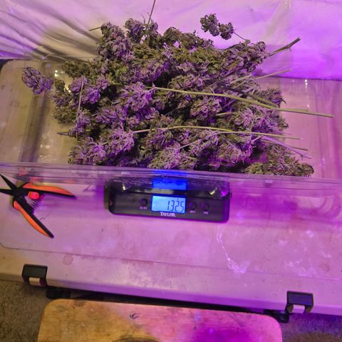 Wedding cake  growlog timeline photo