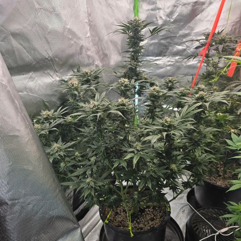 Collie Man Kush growlog timeline photo
