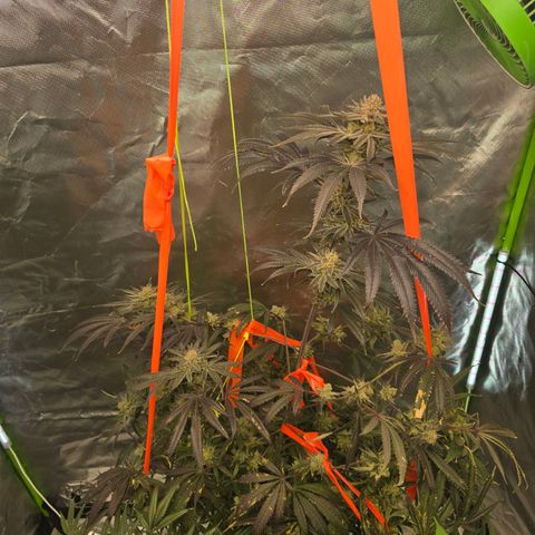 Grape Octane  growlog timeline photo