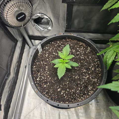 Humboldt Sour Diesel growlog timeline photo