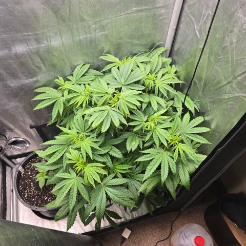White Widow growlog timeline photo