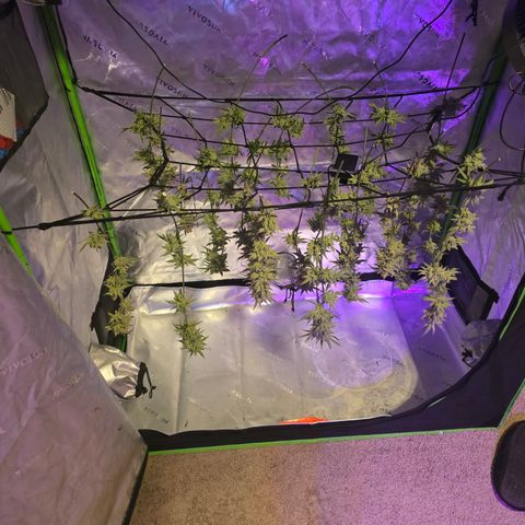 Grape Octane  growlog timeline photo