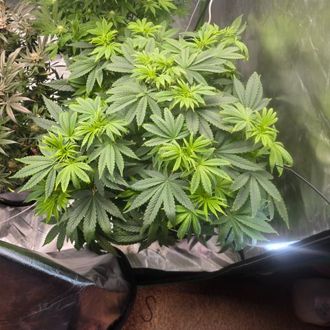 White Widow growlog timeline photo