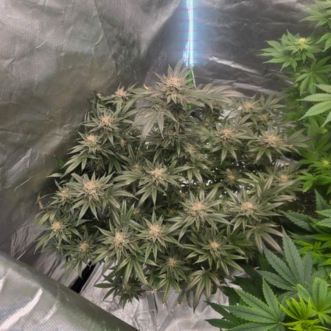Collie Man Kush growlog timeline photo