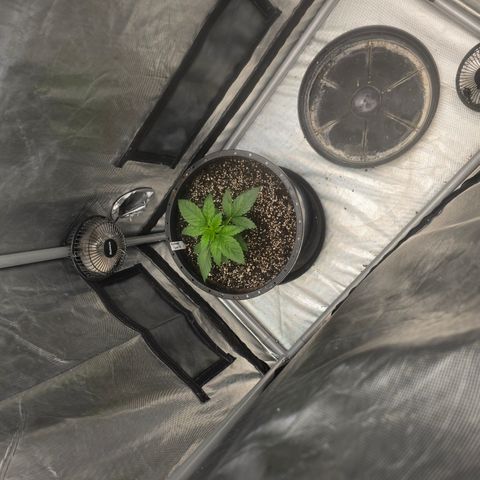 Humboldt Sour Diesel growlog timeline photo