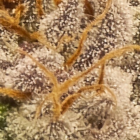Collie Man Kush growlog timeline photo