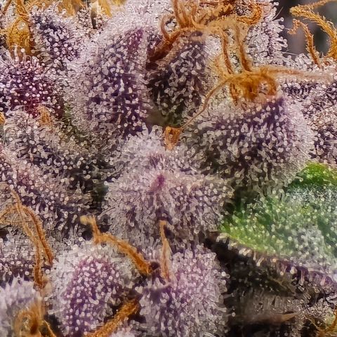 Collie Man Kush growlog timeline photo