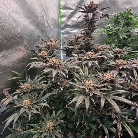 Collie Man Kush growlog timeline photo