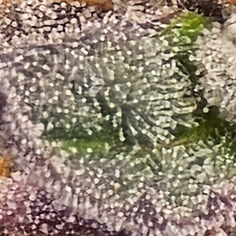 Collie Man Kush growlog timeline photo
