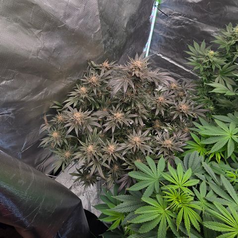 Collie Man Kush growlog timeline photo