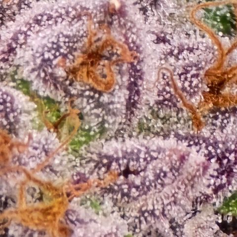 Collie Man Kush growlog timeline photo