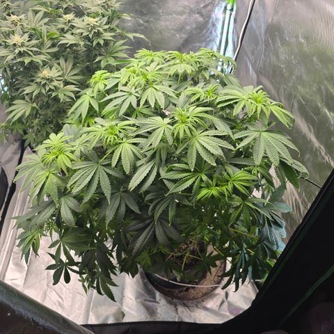 White Widow growlog timeline photo
