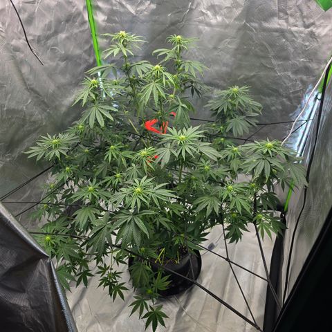White Widow growlog timeline photo