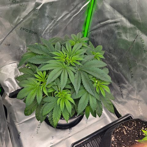Humboldt Sour Diesel growlog timeline photo