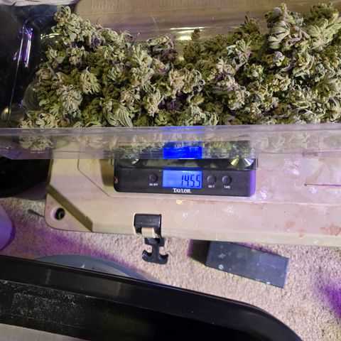 Grape Octane  growlog photo: Before trimming 