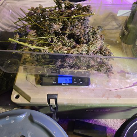 Collie Man Kush growlog timeline photo