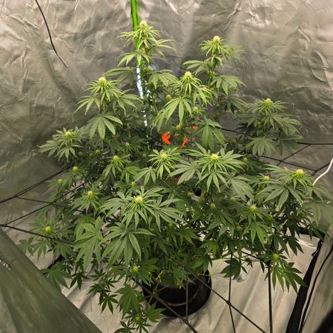White Widow growlog timeline photo