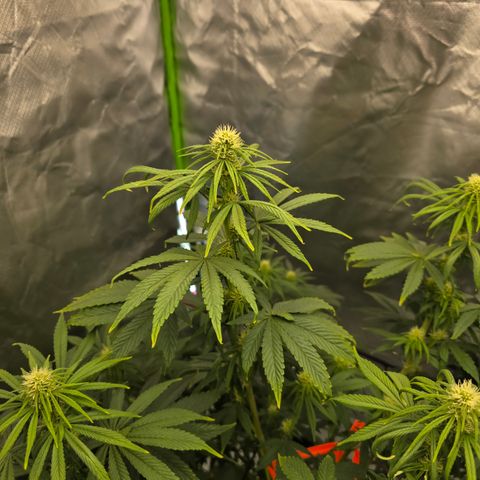 White Widow growlog timeline photo