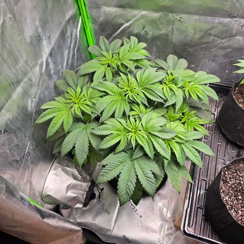 Humboldt Sour Diesel growlog timeline photo