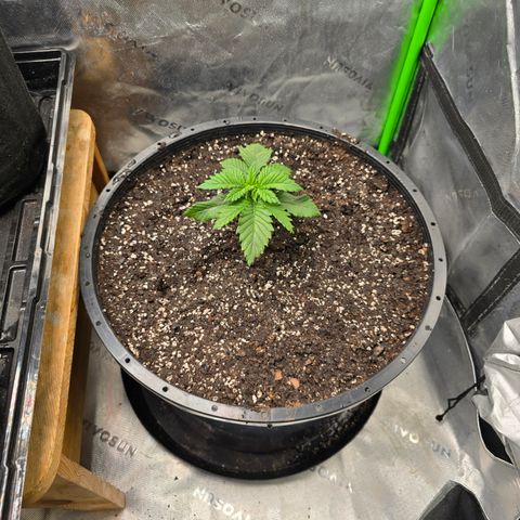Black Hulk growlog timeline photo