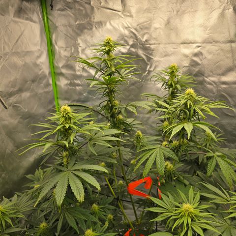 White Widow growlog timeline photo