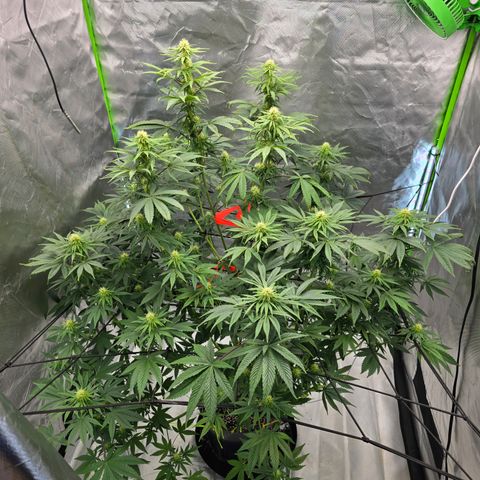 White Widow growlog timeline photo