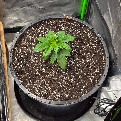 Black Hulk growlog timeline photo