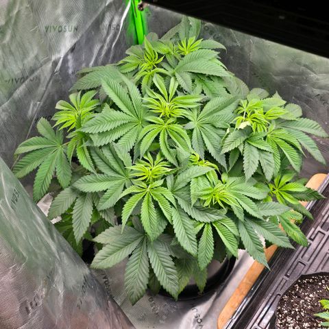 Humboldt Sour Diesel growlog timeline photo