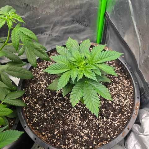 Black Hulk growlog timeline photo