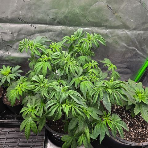 Humboldt Sour Diesel growlog timeline photo