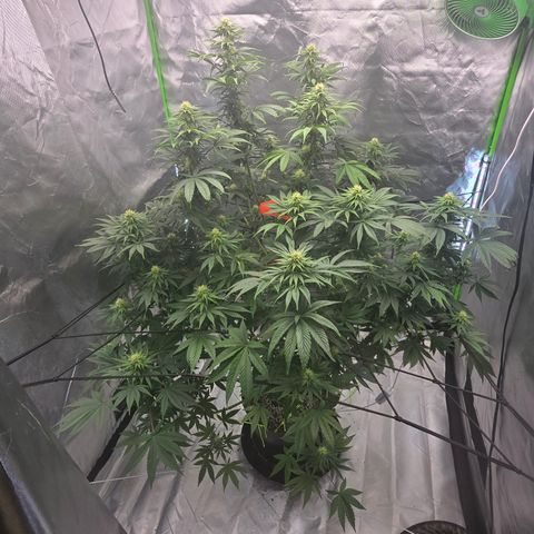 White Widow growlog timeline photo