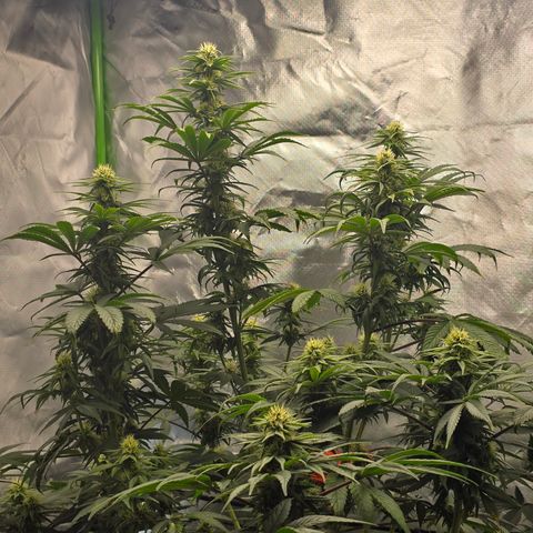 White Widow growlog timeline photo