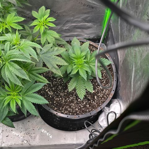 Black Hulk growlog timeline photo