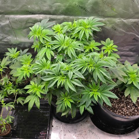 Humboldt Sour Diesel growlog timeline photo