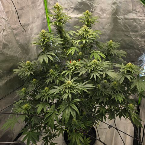 White Widow growlog timeline photo