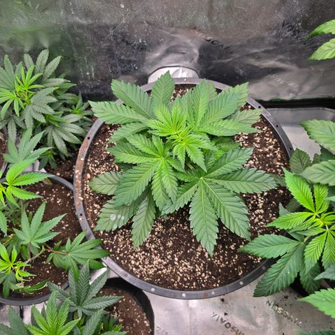 Black Hulk growlog timeline photo