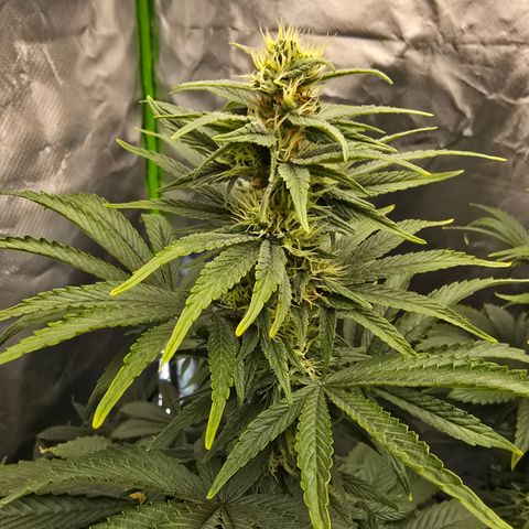 White Widow growlog timeline photo