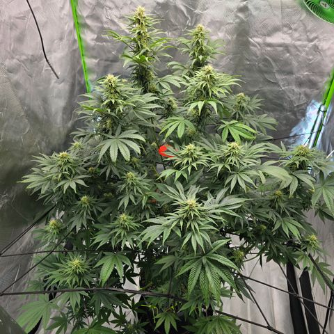 White Widow growlog timeline photo