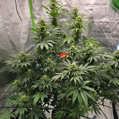 White Widow growlog timeline photo
