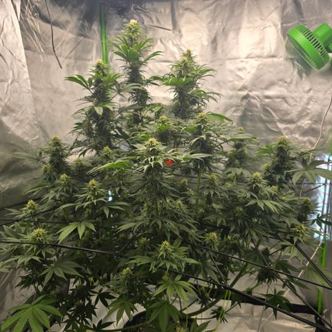 White Widow growlog timeline photo