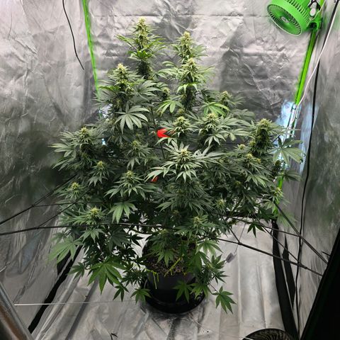White Widow growlog timeline photo