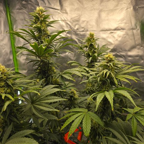 White Widow growlog timeline photo