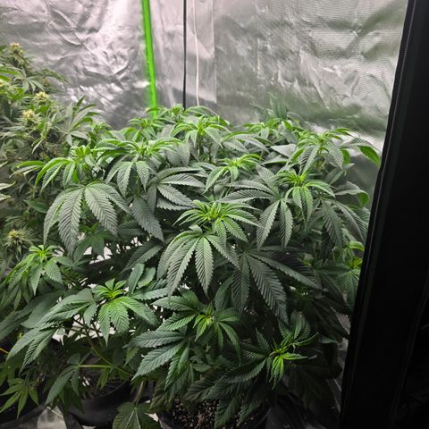 Humboldt Sour Diesel growlog timeline photo
