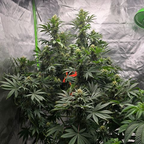 White Widow growlog timeline photo