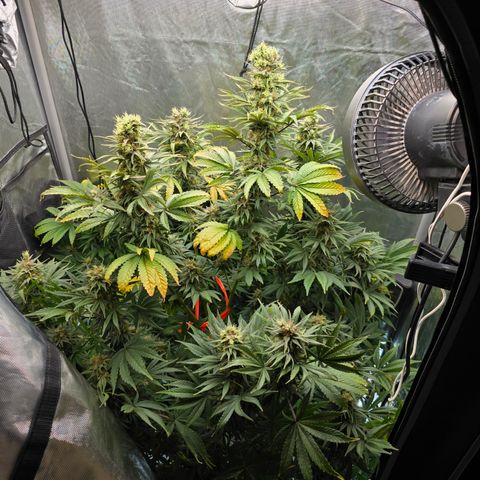 White Widow growlog timeline photo