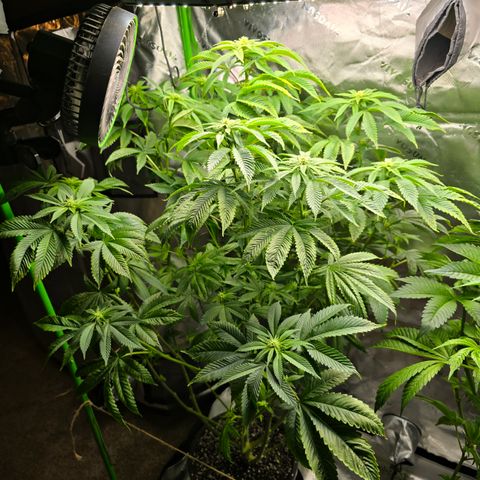 Humboldt Sour Diesel growlog timeline photo